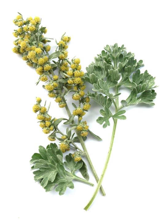 Wormwood στο φάρμακο